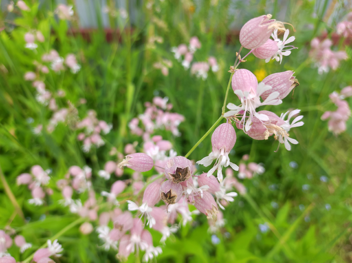 Фото автора, смолевка обыкновенная, июль 2025 года