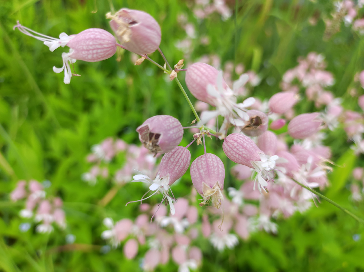 Фото автора, смолевка обыкновенная, июль 2025 года
