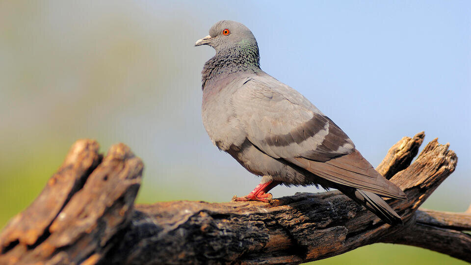 Фото: © www.globallookpress.com/Christian Hutter/imageBROKER.com