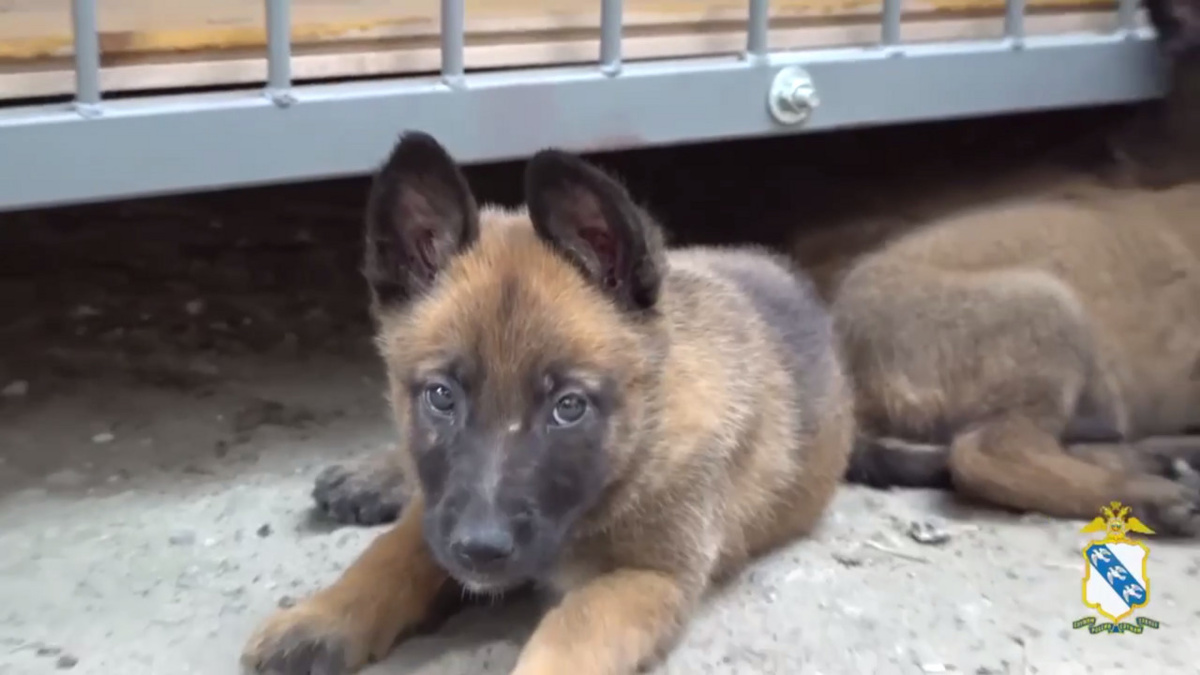    В Курской области новое поколение пушистых защитников