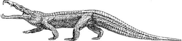 Лептозух. Чёрно-белая иллюстрация.