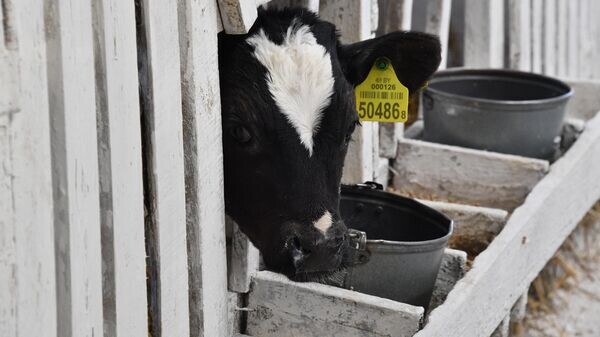    © Sputnik / Виктор Толочко