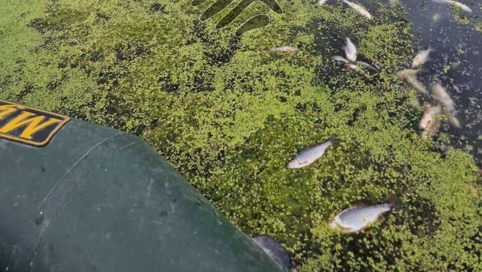     Источник: t.me/zhest_belgorod