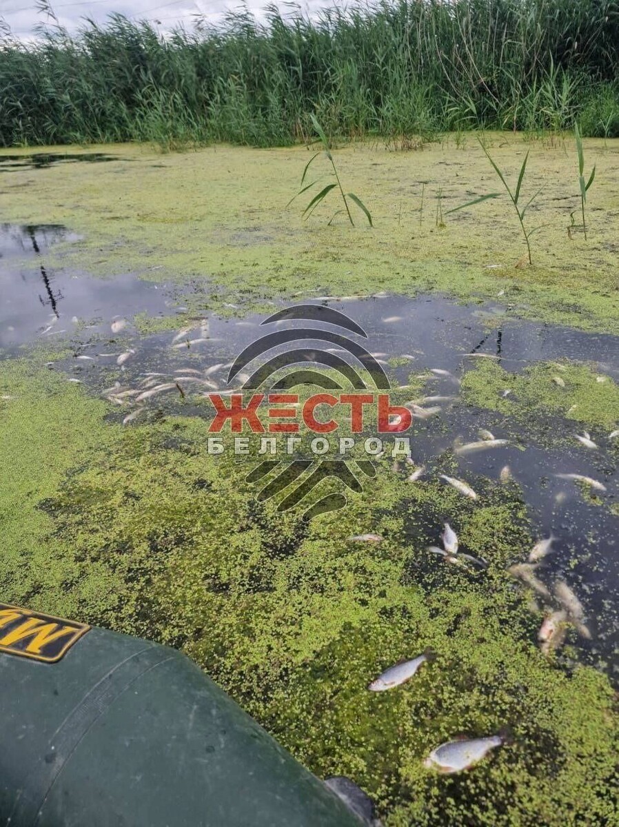     Источник: t.me/zhest_belgorod