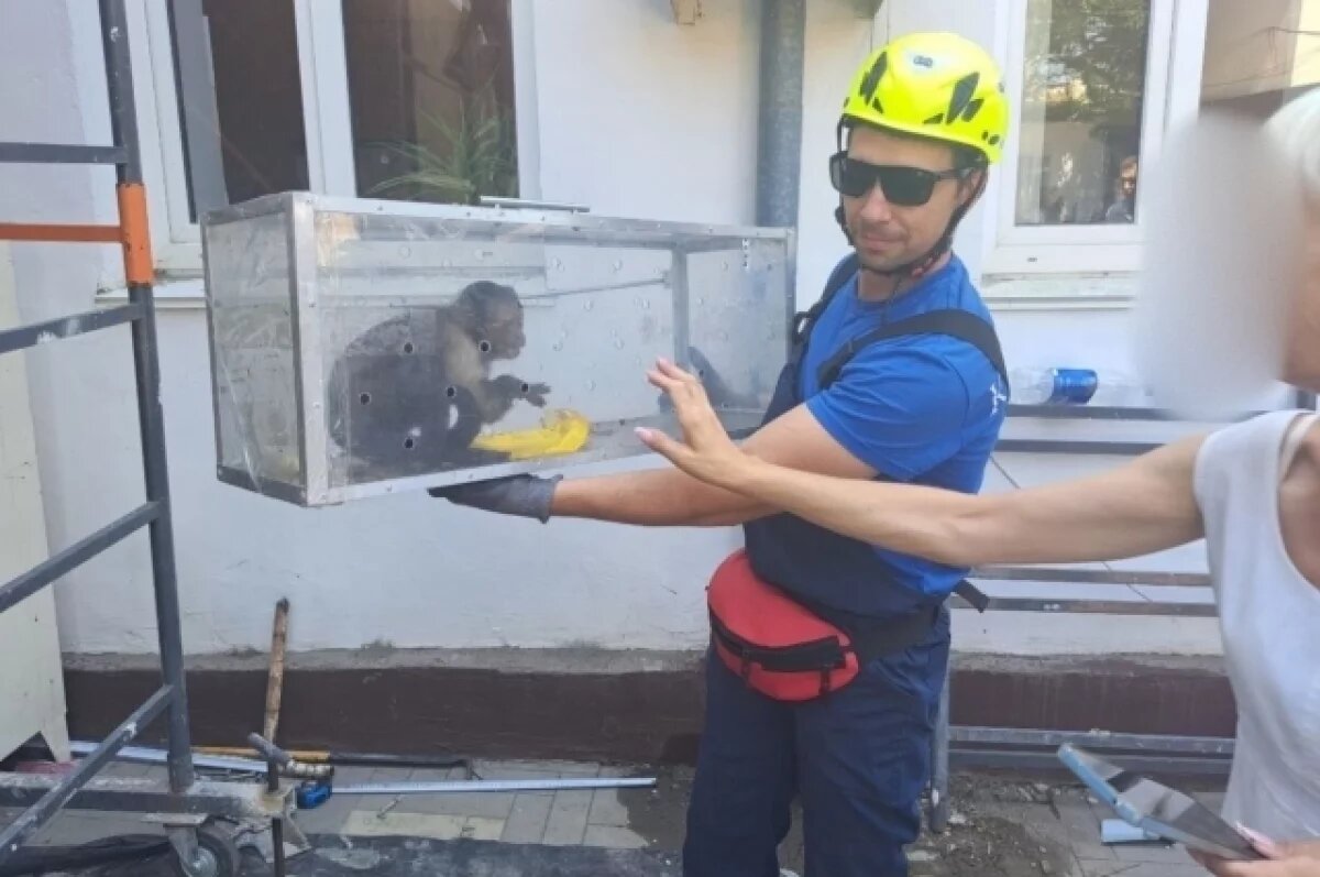    В Евпатории спасатели поймали сбежавшую из зоопарка обезьяну