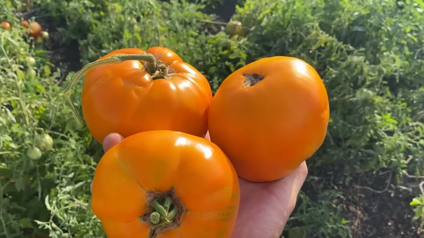 Разница между обычным томатом и крупноплодным сортом - почти в 4 раза по весу