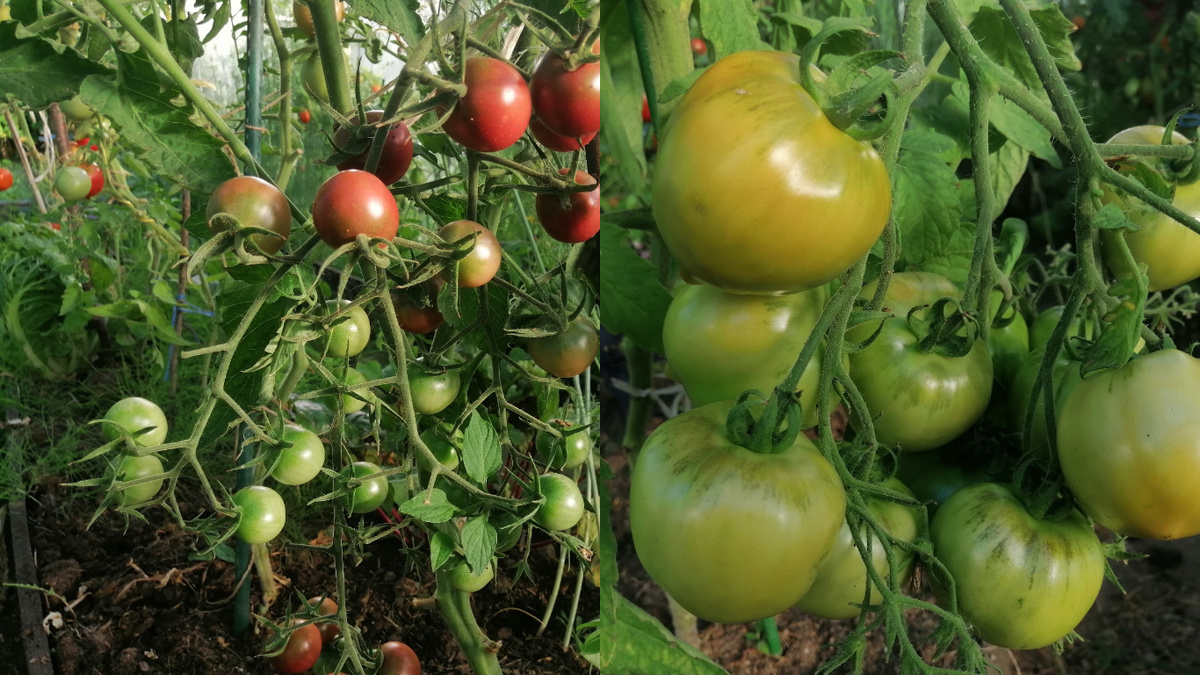 Слева - результат неправильного формирования, справа - грамотный подход к выращиванию