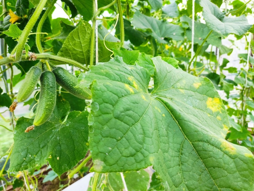 Обычно мы не обращаем особого внимания на листья, если урожай остается нормальным. А если нет?