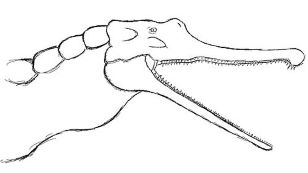 Портретная реконструкция вулканозуха.