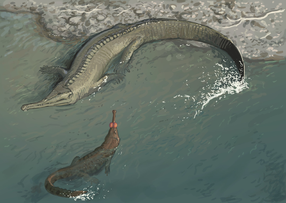 Колоссозух (сверху) и вулканозух с надувающимися сосудами (снизу).