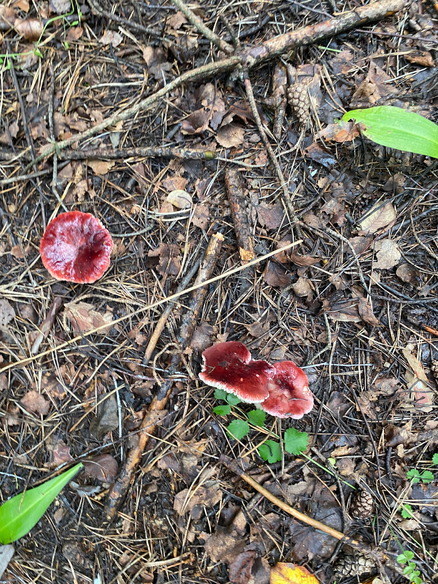 А ещё в июле после дождей появляются грибы, хоть и не всегда съедобные 