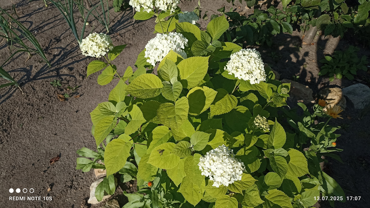 Молодые гортензии. Фото автора.