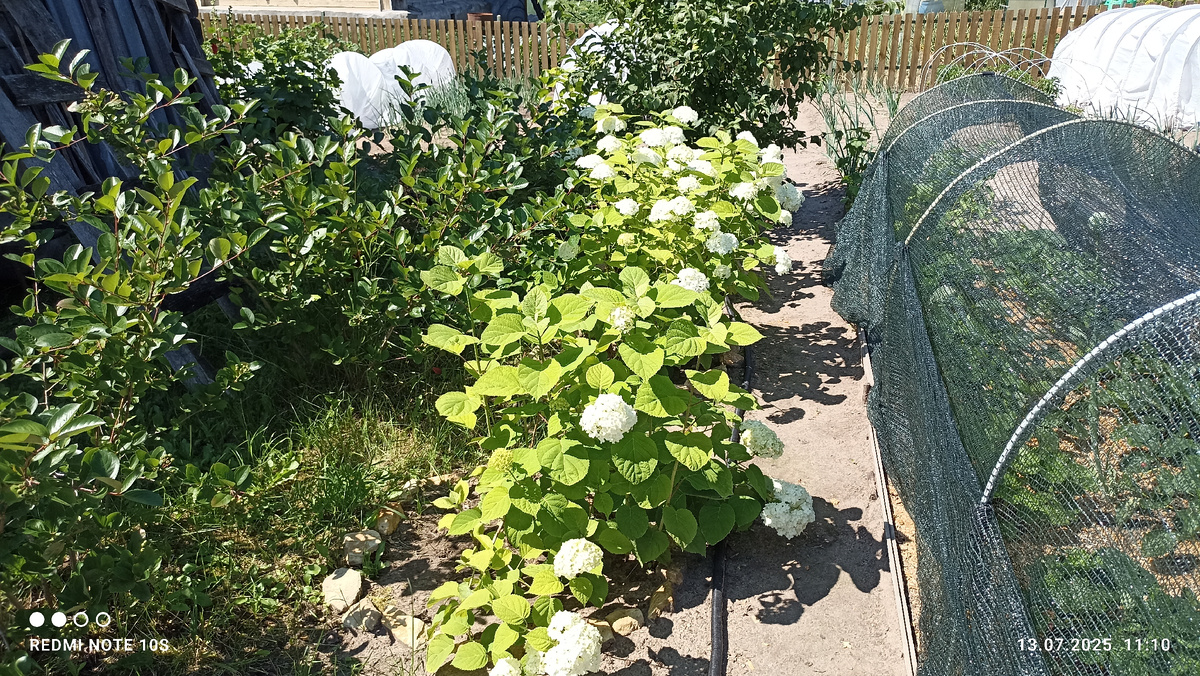 Молодые гортензии. фото автора.