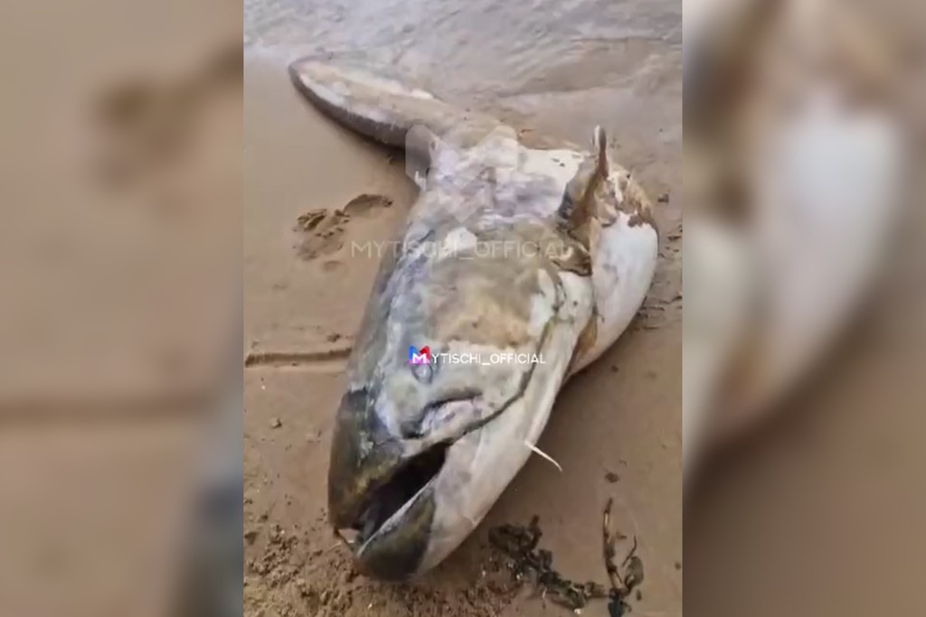    Фото © Telegram / Mytischi_Official