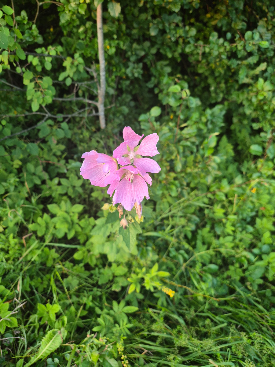 Подмосковные лютики-цветочки, на опушке леса за нашим участком.