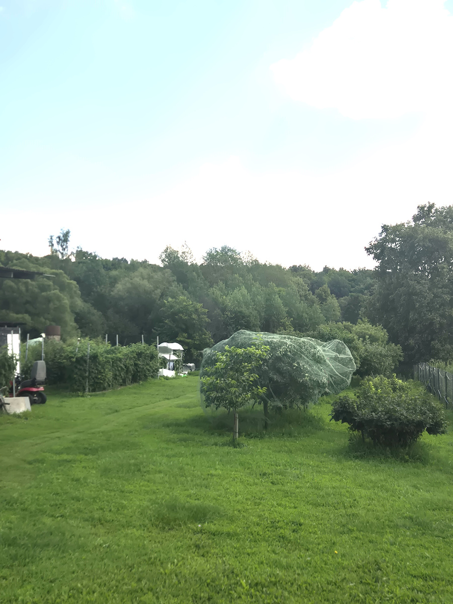 Благодаря дождливому июню, зелень у нас на даче по-прежнему в самом соку, несмотря на начало августа.