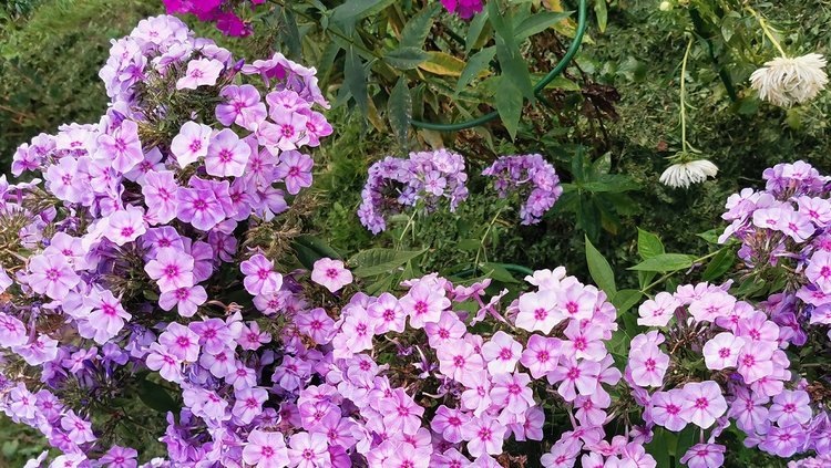    Фото: Лукьянов Дмитрий, AgroXXI.ru