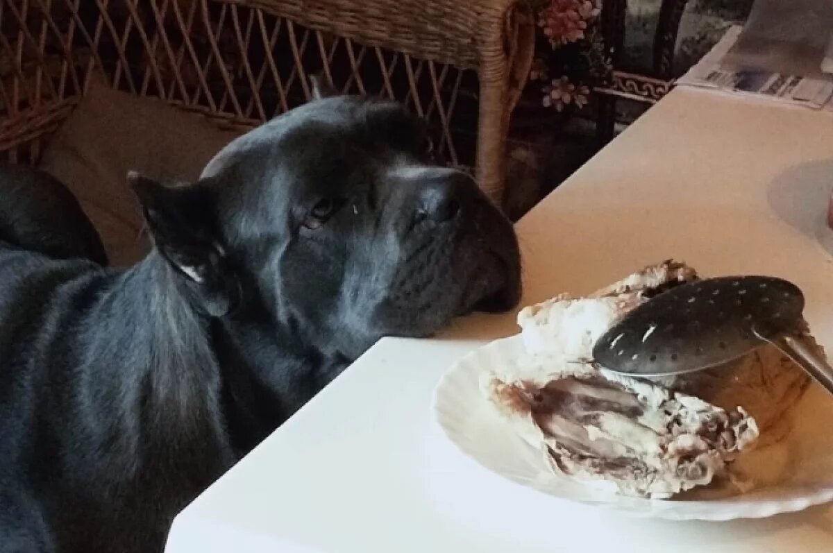    Туляки возмущаются введением обязательной регистрации домашних животных