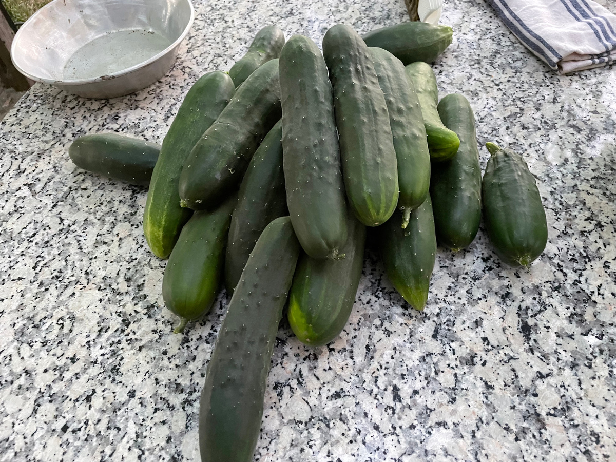 Эти с огорода, поэтому не так плохо выглядят. В магазине они гораздо страшнее