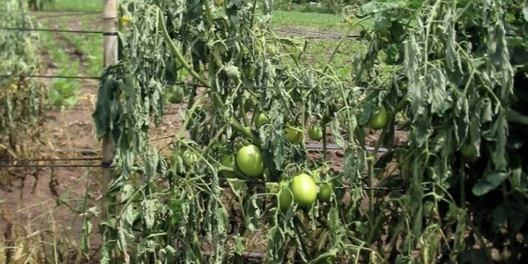 У ваших томатов стали вялые листья?Фузариозное увядание, что надо срочно делать?