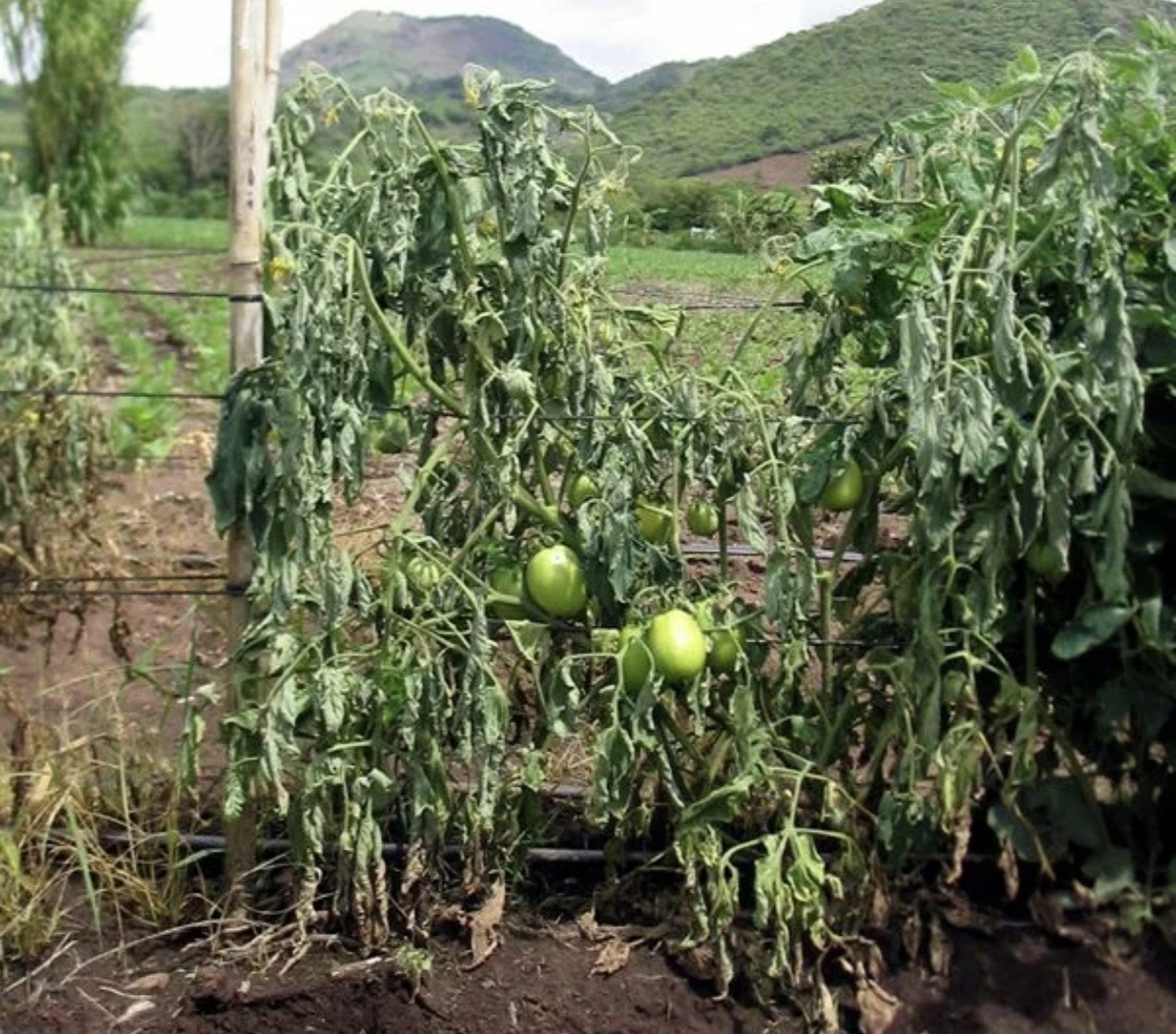 Вот так в результате выглядят больные кусты