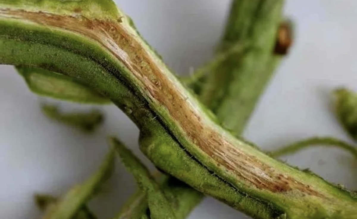 Разрежьте больной ствол и вы увидите такую картину