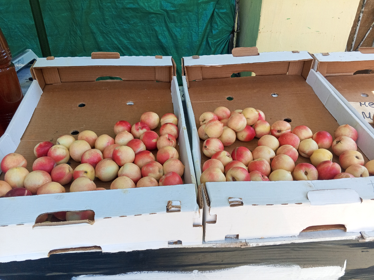 Лысый персик 