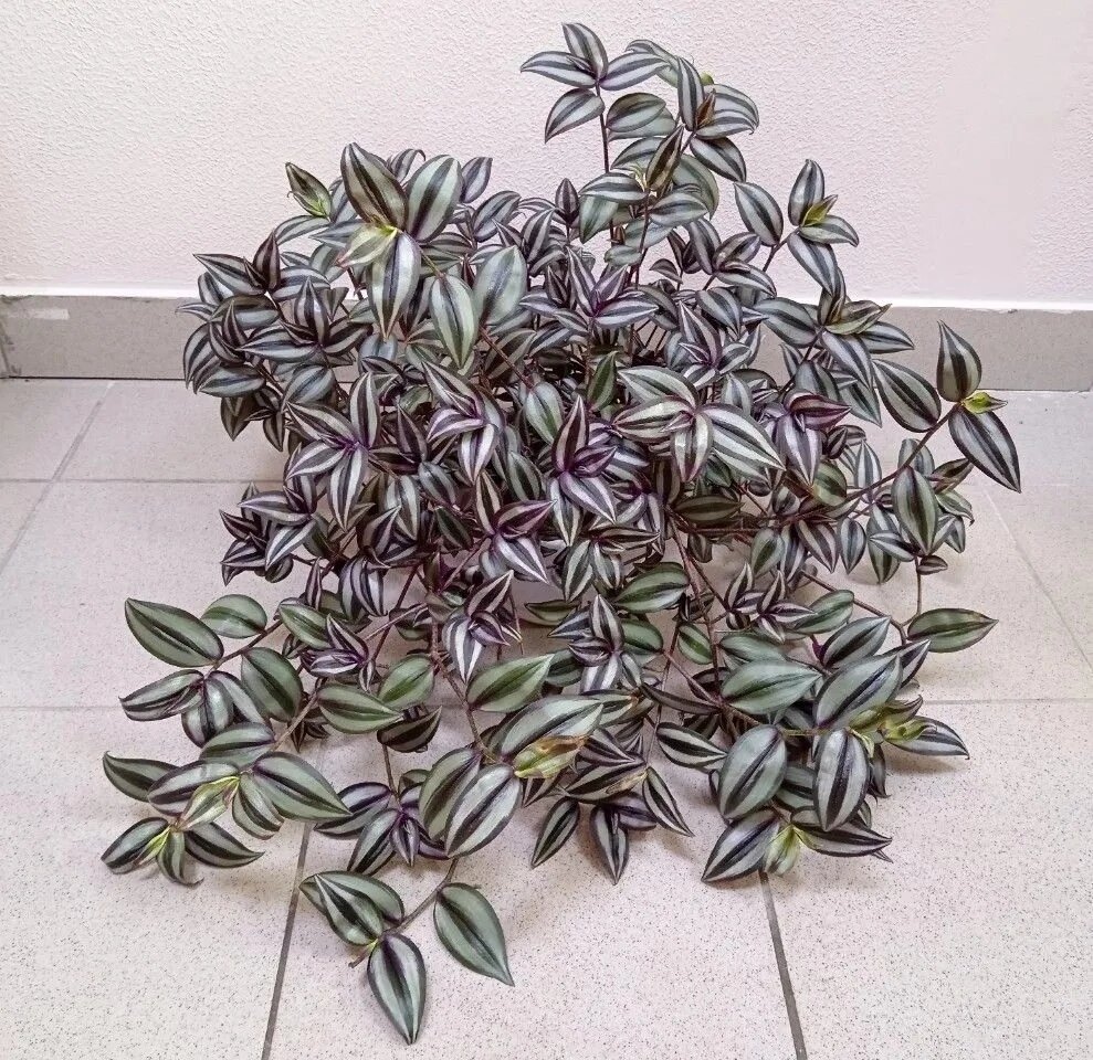 Традесканция зебрина Silver Plus. 