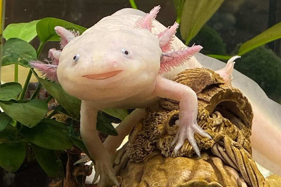 Не дайте этой очаровательной улыбке себя обмануть. Перед вами — один из самых совершенных организмов на планете