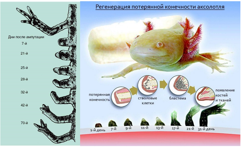 Никаких "подделок" и хрящевых протезов. Организм аксолотля следует оригинальному чертежу, создавая идеальную, полностью функциональную копию.