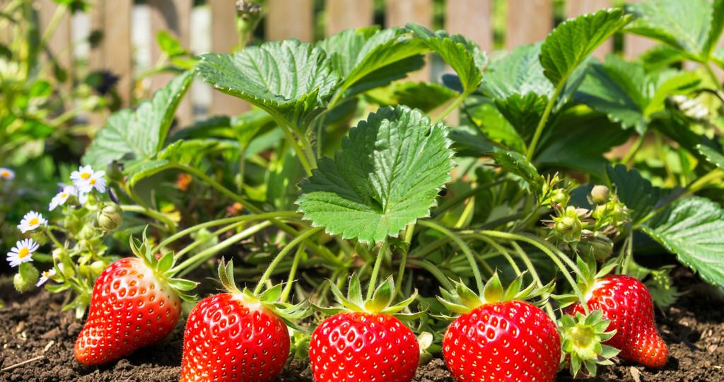 Чем и когда кормить клубнику, чтобы ягоды были сладкими и крупными.