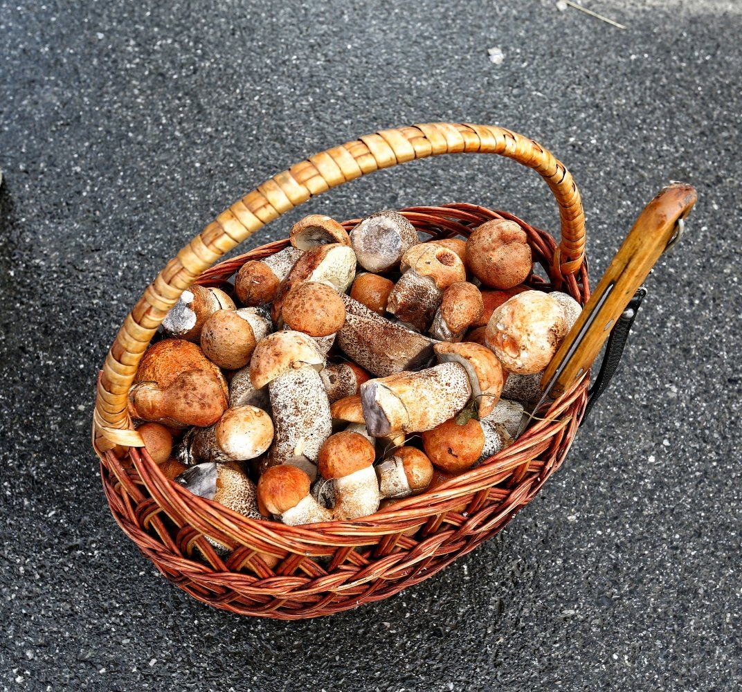    В Роспотребнадзоре Югры рассказали, как уберечь себя от отравлений грибами