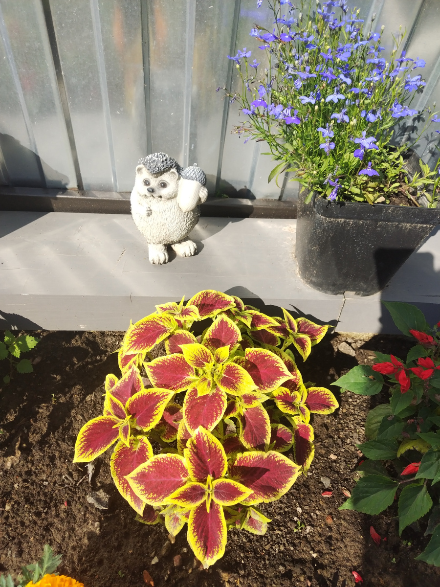 Ёжик вон тоже уже жёлуди запасать начал. 