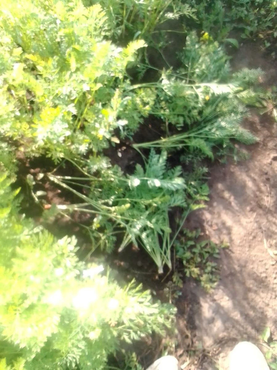 Итог печален!