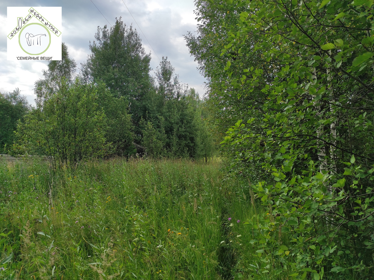 То, что осталось от деревни Кряжево (2024 г., фото из личного архива)