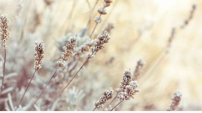 В свободном доступе в сети 