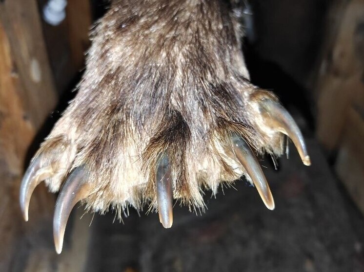     Интересно, о чём думает медведь, увлеченный трапезой. Фото: Архив МК в Великом Новгороде