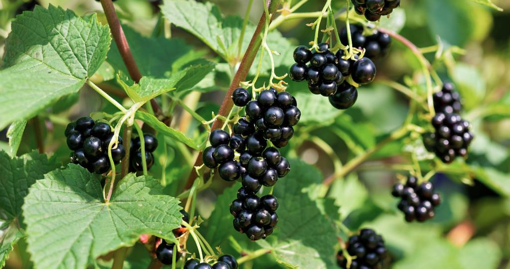 Секреты Питания Черной Смородины: Что Нужно для Роскошного Урожая