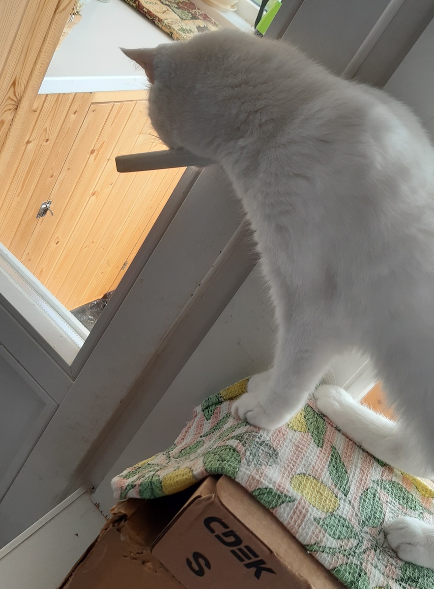 Мелкий следит за Кошей