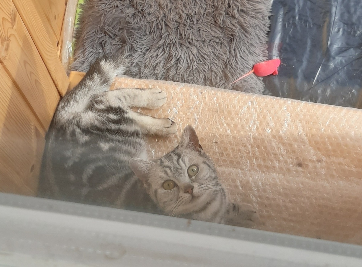 Коша следит за Ма и Мелким👀