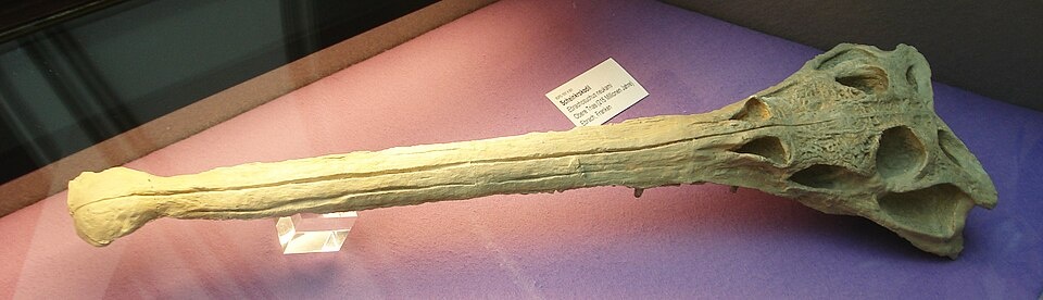 Череп эбрахозуха.