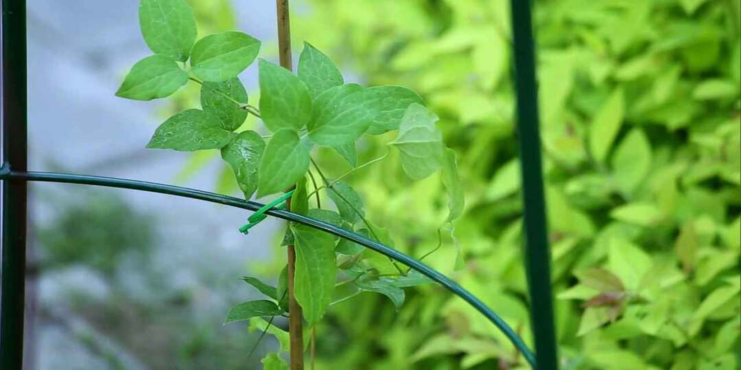 Как посадить клематис