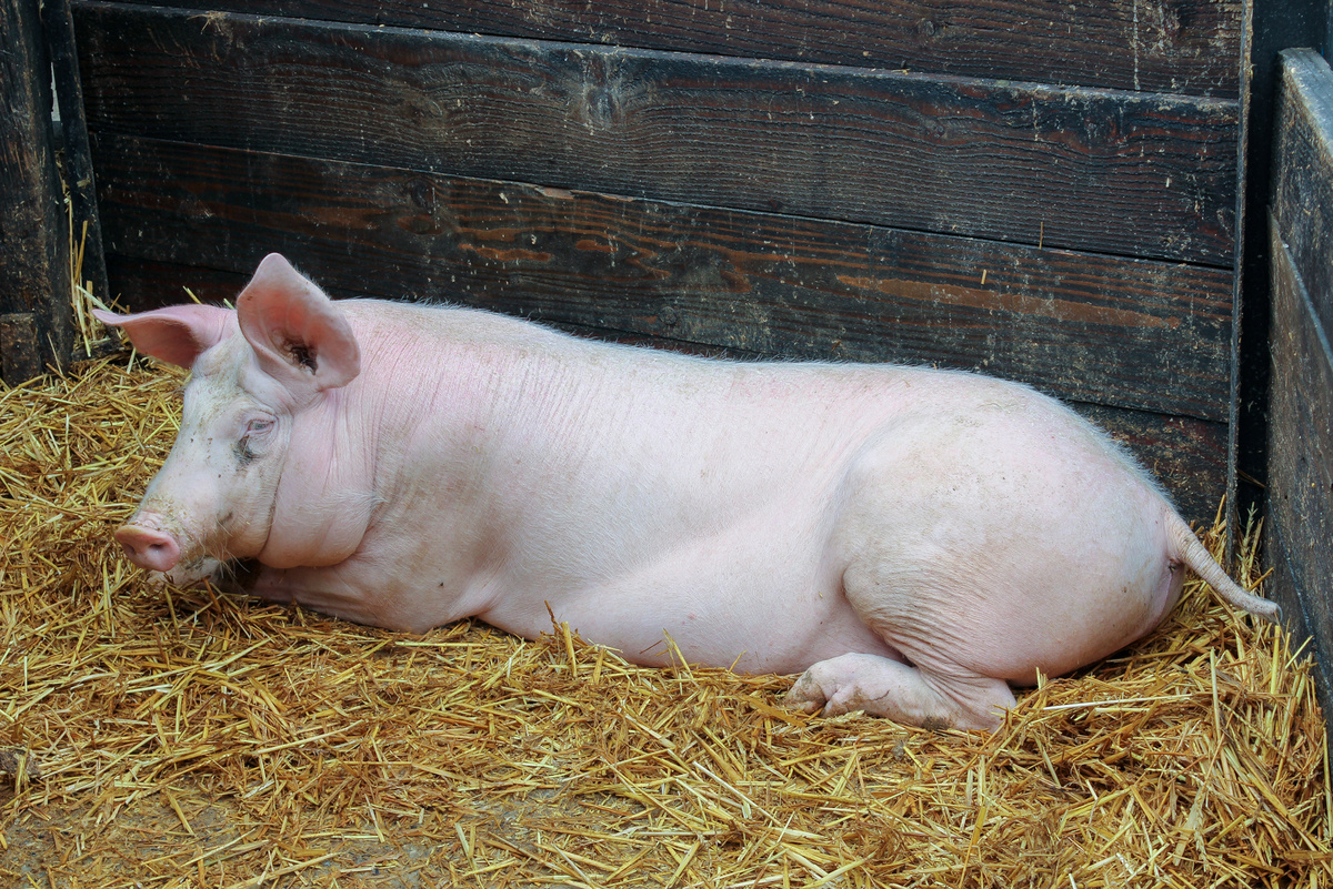Свинья в музее деревенского быта Франции в Унгершайме. Все фотографии в статье мои. Копирование запрещено