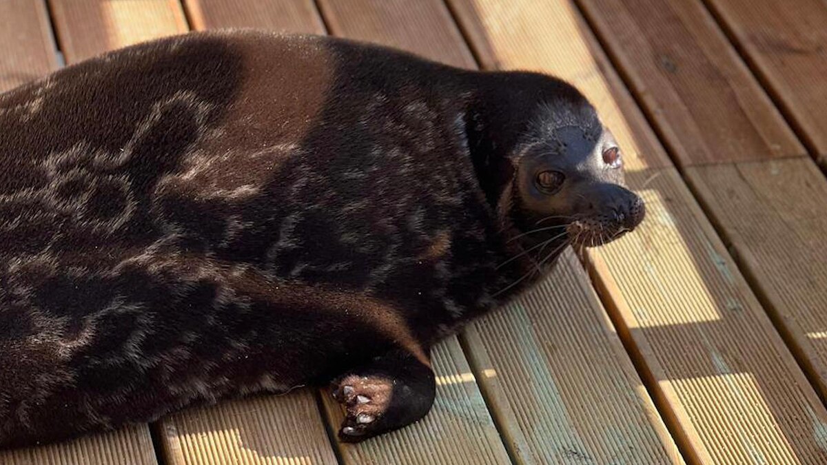    Фото: t.me/sealresque