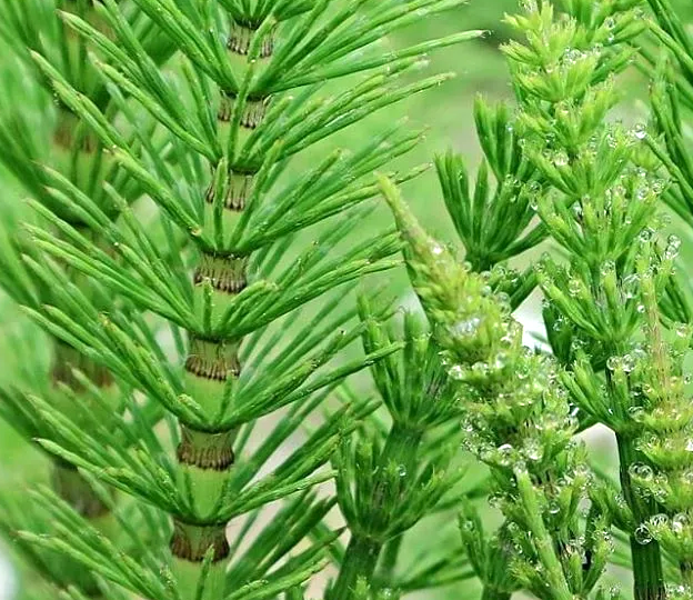 Хвощ полевой и его невероятные свойства