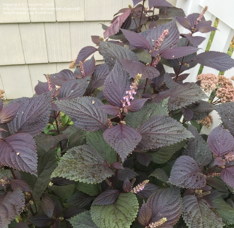 Фото из свободного доступа