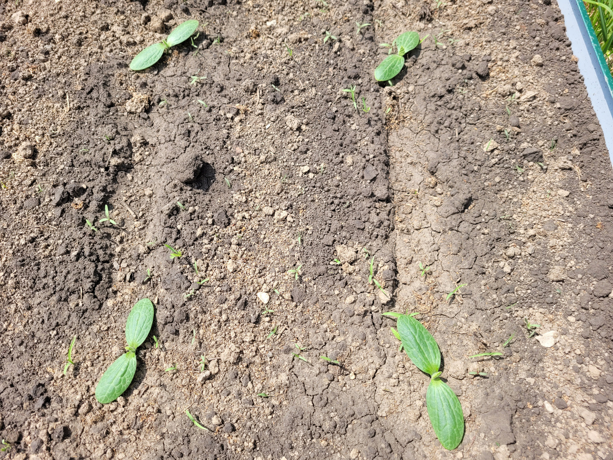 Взошли семена кабачка