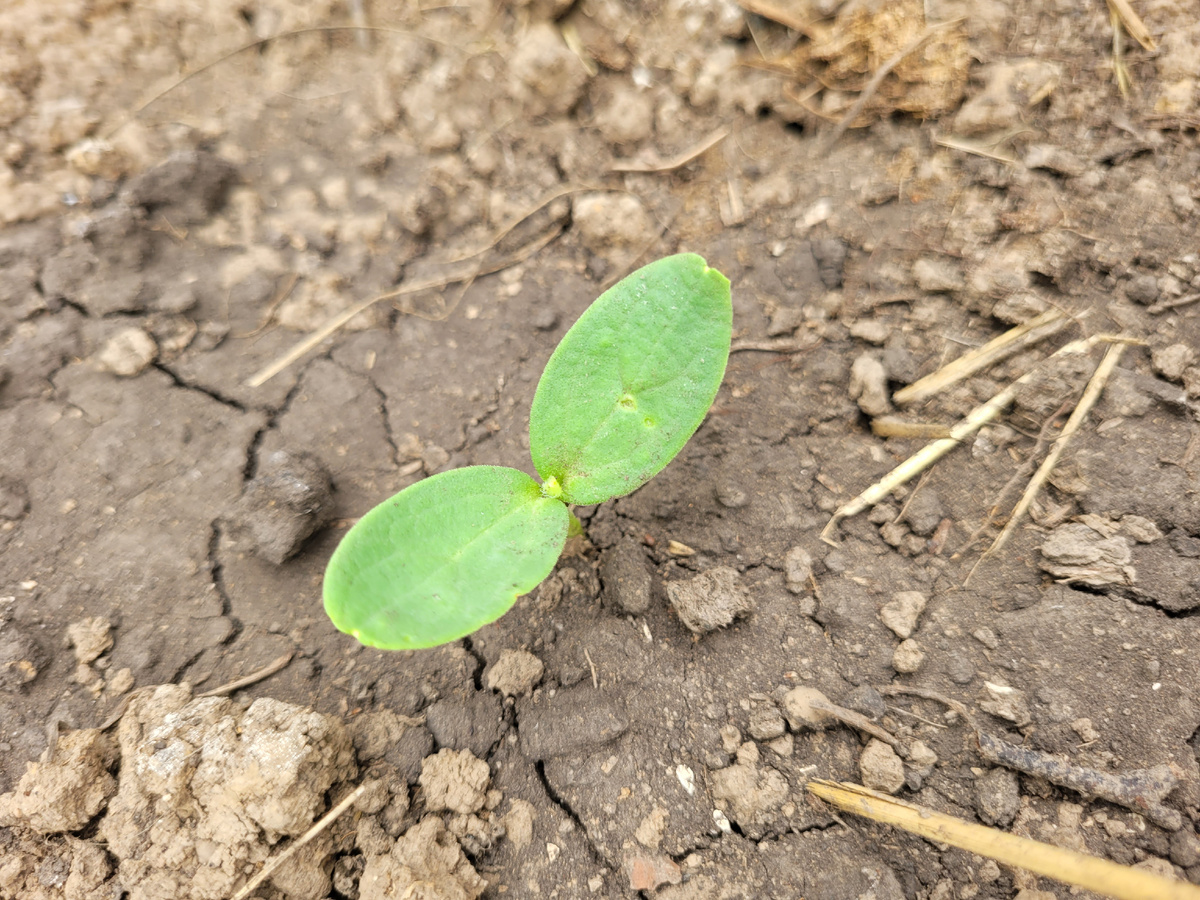 Собирается растение развиваться