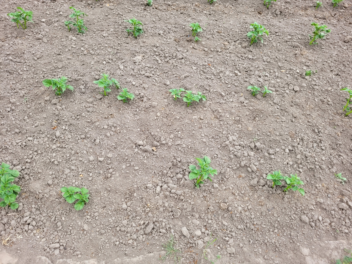 Всходы картофеля