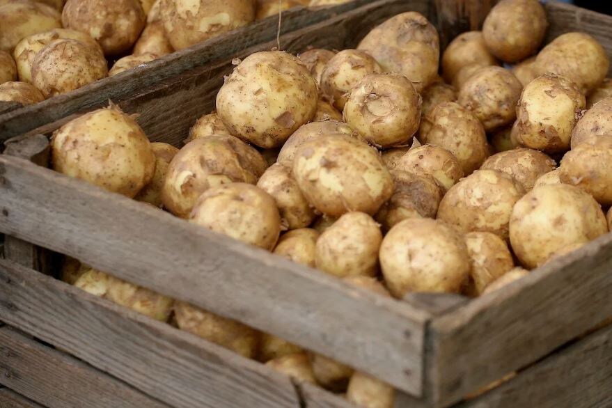 Молодая картошка (иллюстрация из открытых источников)